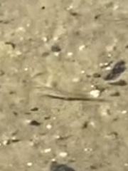 Fundulus heteroclitus