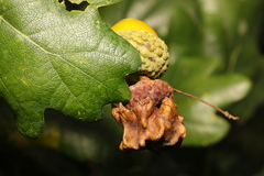Andricus quercuscalicis