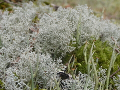 Cladonia