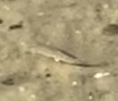 Fundulus heteroclitus