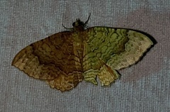 Camptogramma bilineata