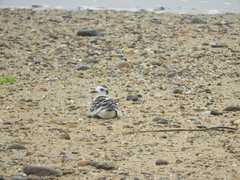 Hydrocoloeus minutus