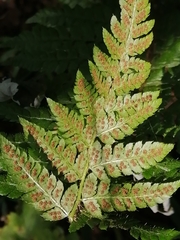 Polystichum braunii