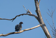 Patagioenas picazuro