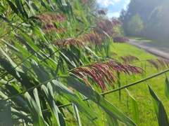 Phragmites australis australis