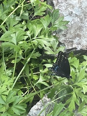 Papilio polyxenes