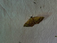 Camptogramma bilineata