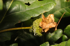 Andricus quercuscalicis