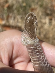 Thamnophis ordinoides