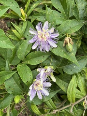 Passiflora incarnata