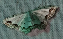 Scopula decorata