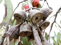 Eucalyptus caesia