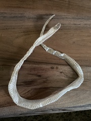 Thamnophis ordinoides