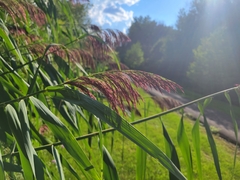 Phragmites australis australis