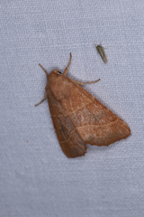 Atethmia centrago