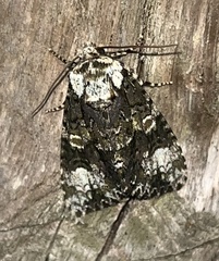 Craniophora ligustri