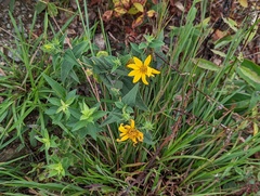 Helianthus divaricatus