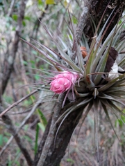 Tillandsia stricta