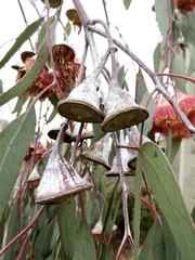 Eucalyptus caesia
