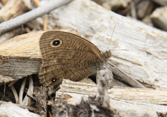 Cercyonis sthenele