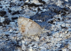 Hipparchia statilinus