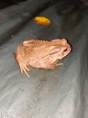 Bufo bankorensis