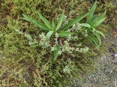 Atriplex cristata