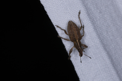 Charagmus gressorius