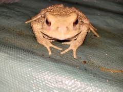 Bufo bankorensis