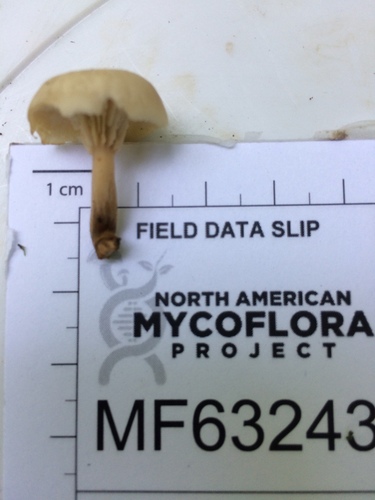 Lentinellus subaustralis image