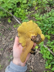 Boletinellus merulioides