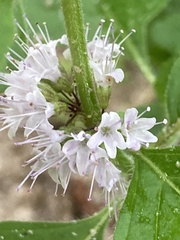 Mentha