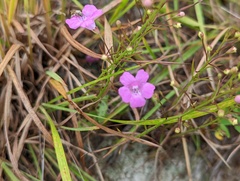 Lasioglossum pilosum