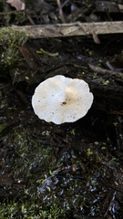 Lentinus tigrinus