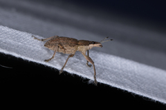 Charagmus gressorius