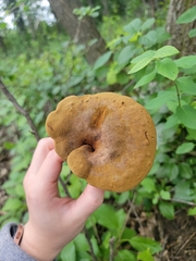 Boletinellus merulioides