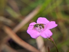 Lasioglossum pilosum