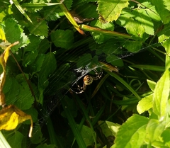 Argiope bruennichi