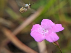 Lasioglossum pilosum