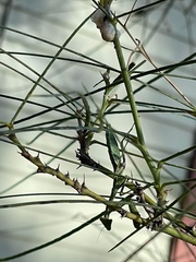 Mantis religiosa