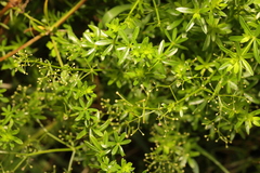 Galium mollugo