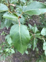 Populus trichocarpa
