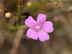 Agalinis purpurea