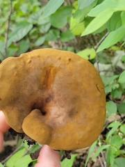 Boletinellus merulioides