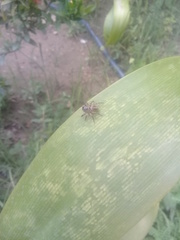 Leptofreya ambigua