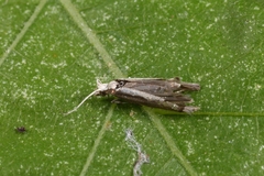 Plutella xylostella