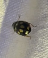 Propylea quatuordecimpunctata