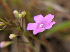 Agalinis purpurea