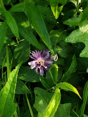Passiflora incarnata