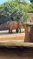 Elephantidae